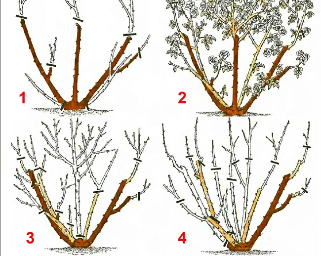 розы кустовых обрезка осенью