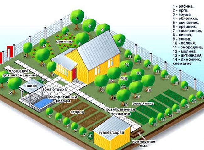 какие деревья посадить на участке схема