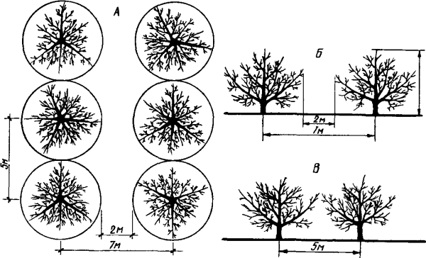 схема плотной посадки деревьев на участке