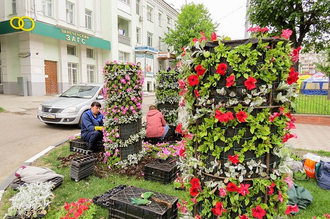 высадка петуний в вертикальные клумбы