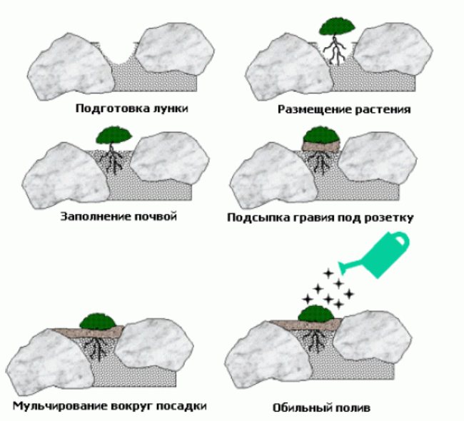 высадка растений между камнями