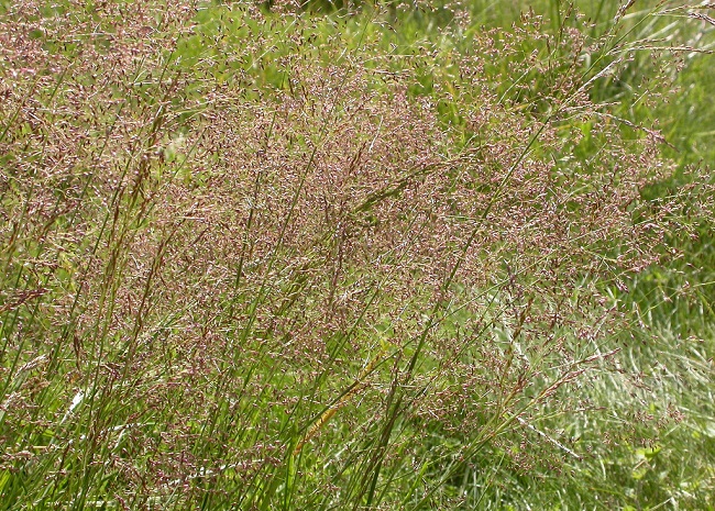Полевица обыкновенная (Agrostis capillaries) для газона