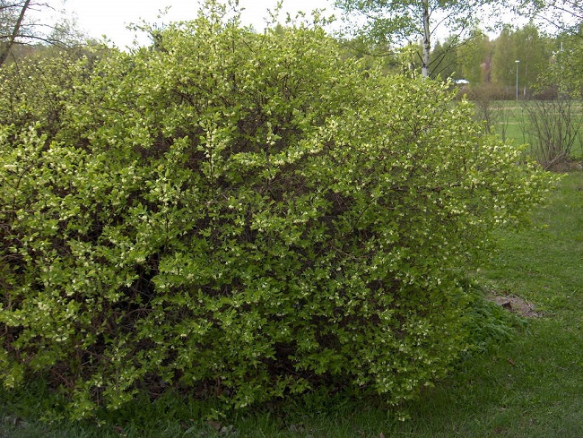 Жимолость голубая кустарник