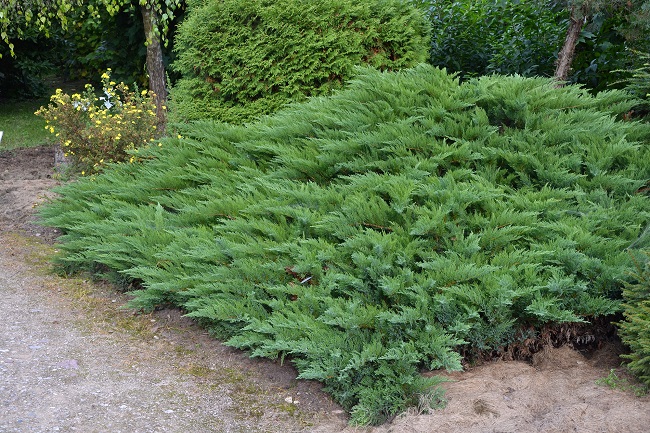 можжевельник казацкий (Juniperus Sabina)