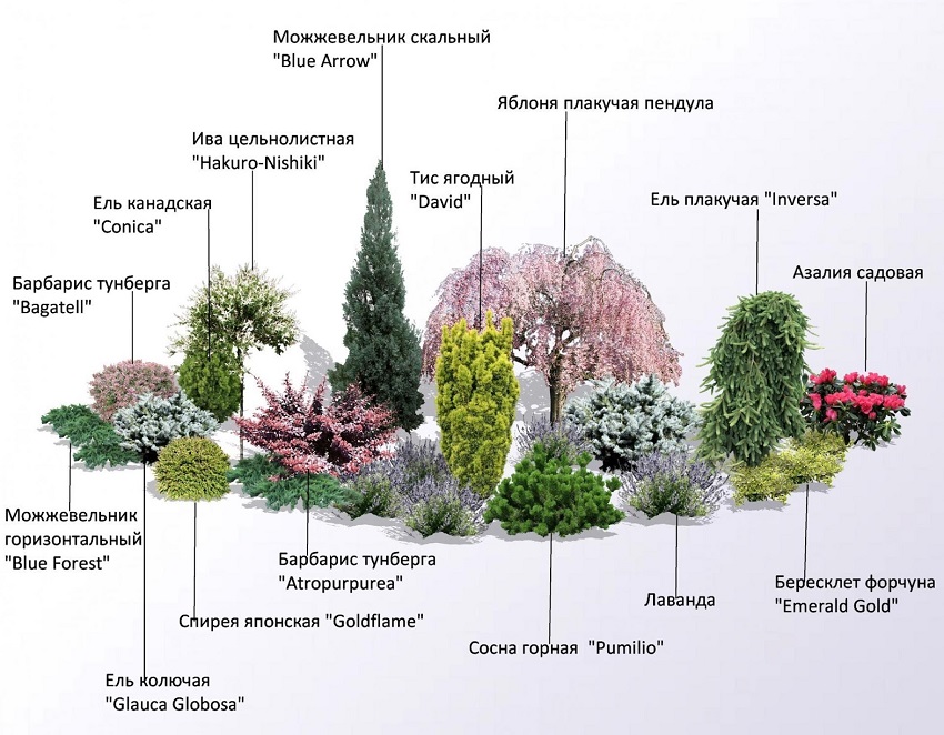 Современные ландшафтные композиции: готовые решения в подборе растений
