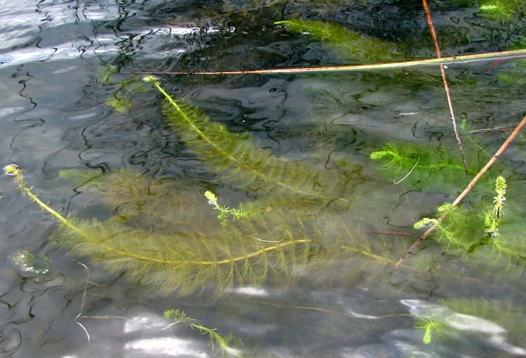 уруть водная