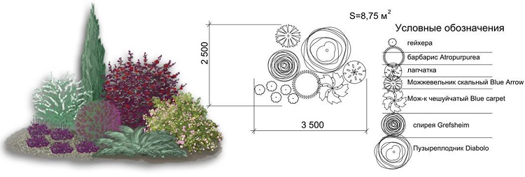 композиции с декоративными кустарниками схема
