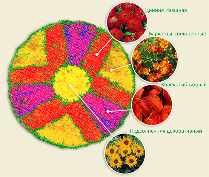 круглая клумба из однолетников