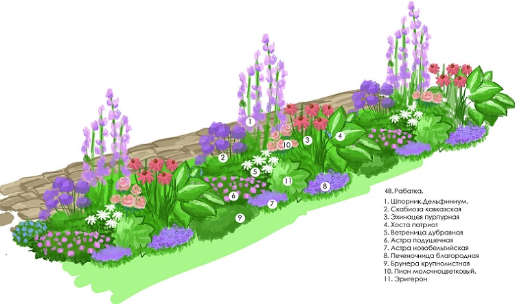 Рабатка из многолетников схема