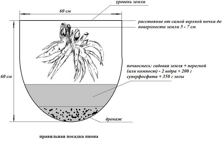 правильная посадка пиона