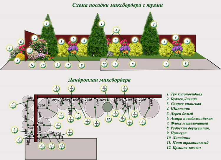 схема посадки хвойных с цветами вдоль забора