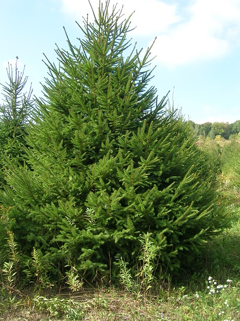 Ель обыкновенная (Picea abies)