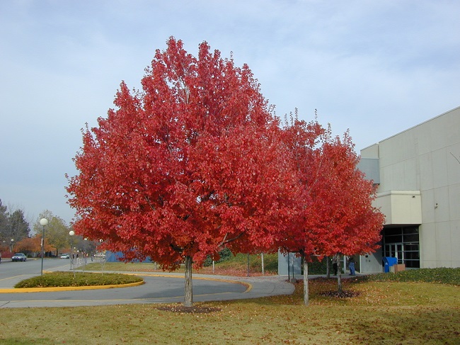 Клен красный Red Sanset