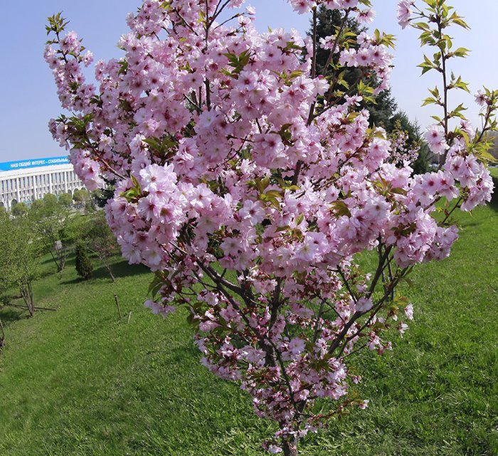 сакура японская вишня