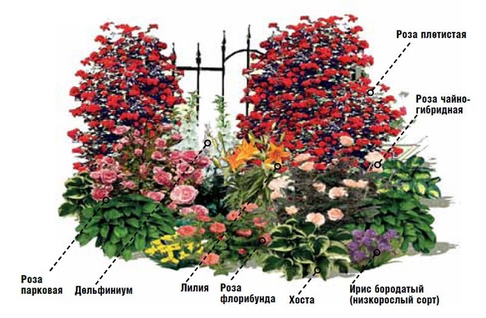 миксбордер с розами