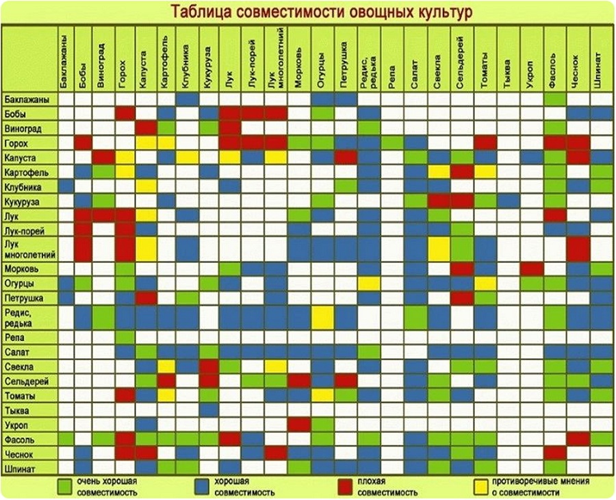 таблица совместимости овощных культур