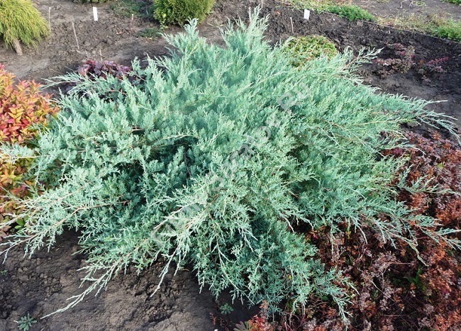 можжевельник Juniperus virginiana