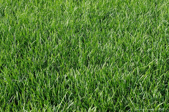 Газонная трава мятлик Луговой