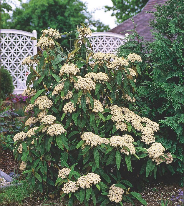 Калина морщинистая Viburnum