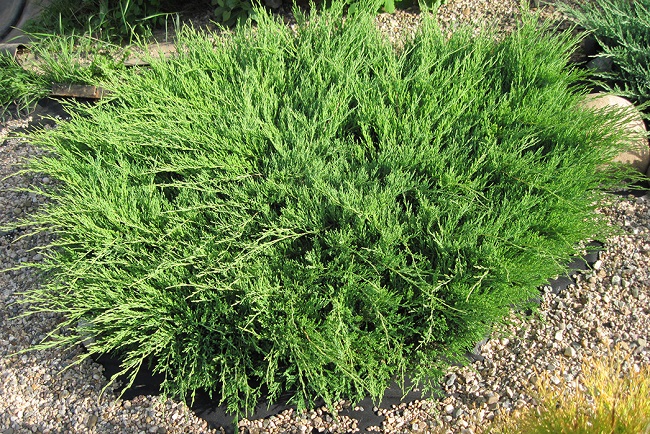 Можжевельник горизонтальный (Juniperus horizontalis)