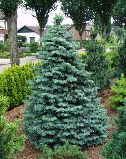 Abies concolor пихта одноцветная Compacta