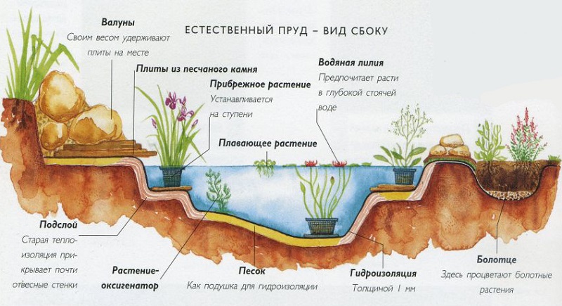 Схема посадки растений в водоеме