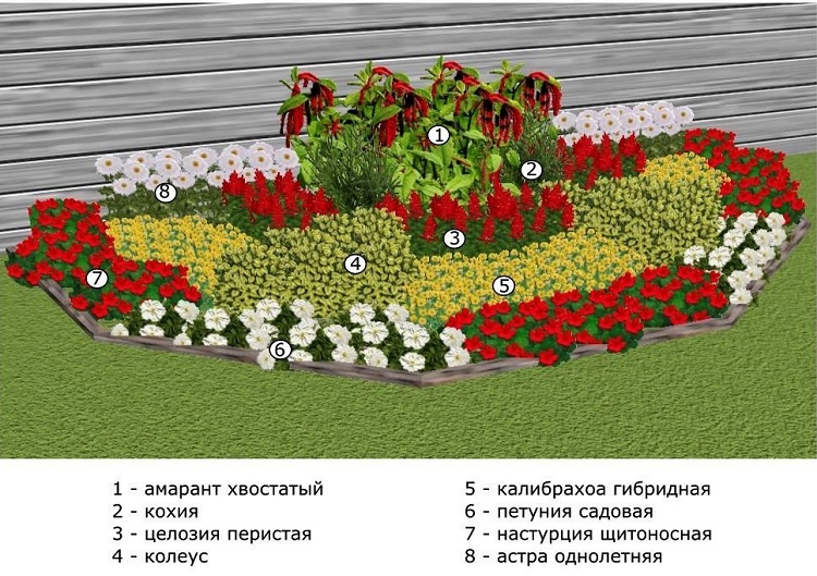 клумба из однолетников непрерывного цветения