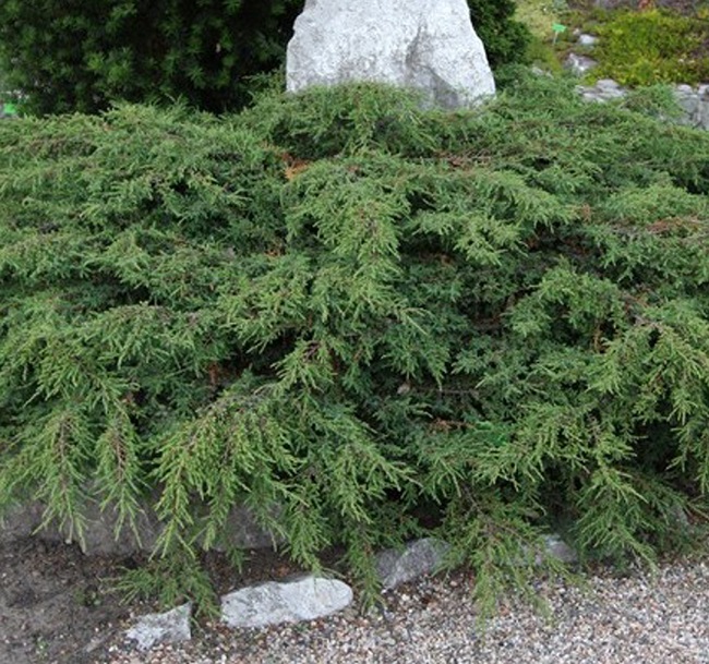 можжевельник обыкновенныйJuniperus communis Hornibrookii 