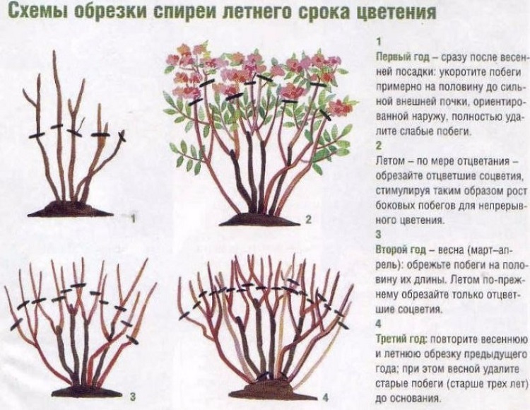 обрезка летнецветущих спиреи