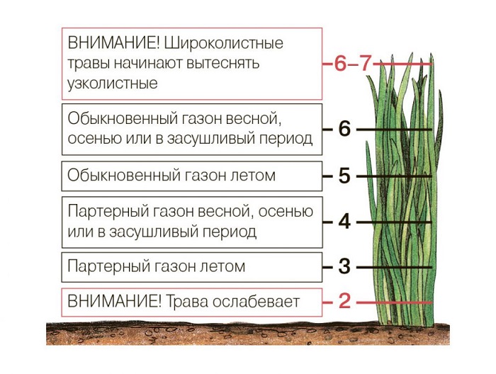 высота стрижки газона