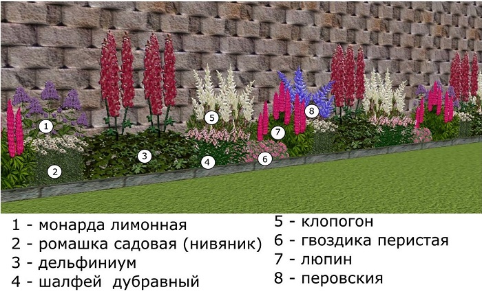 схема посадки многолетников вдоль забора