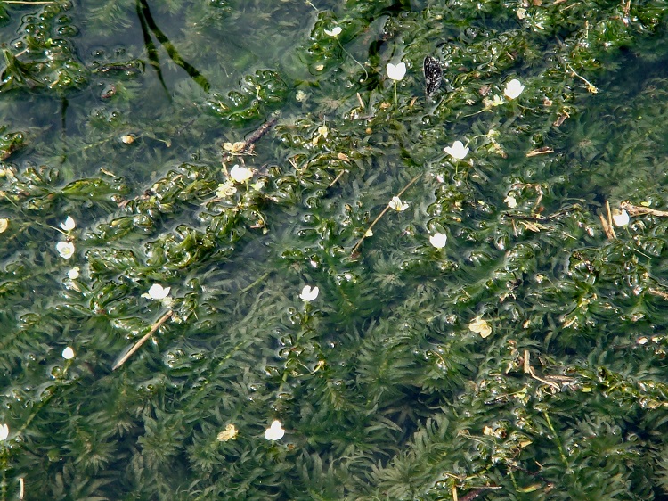 элодея канадская водяная чума