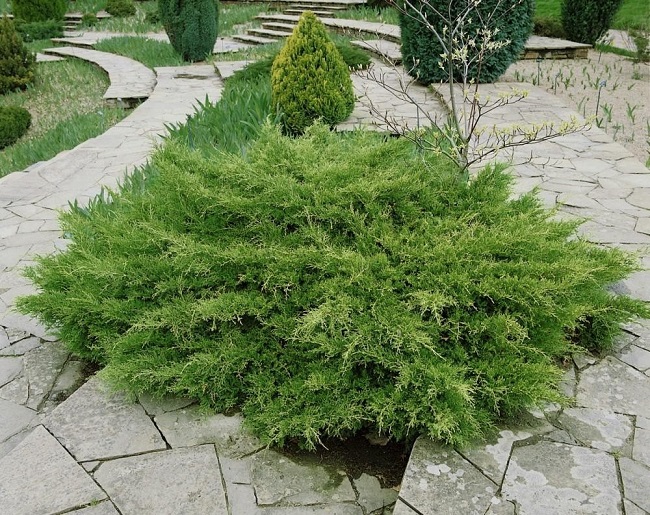 можжевельник Juniperus pfitzeriana