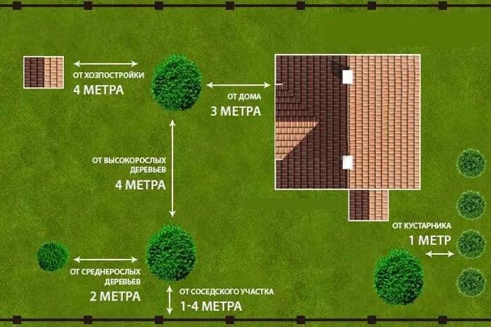 нормы посадки деревьев на участке