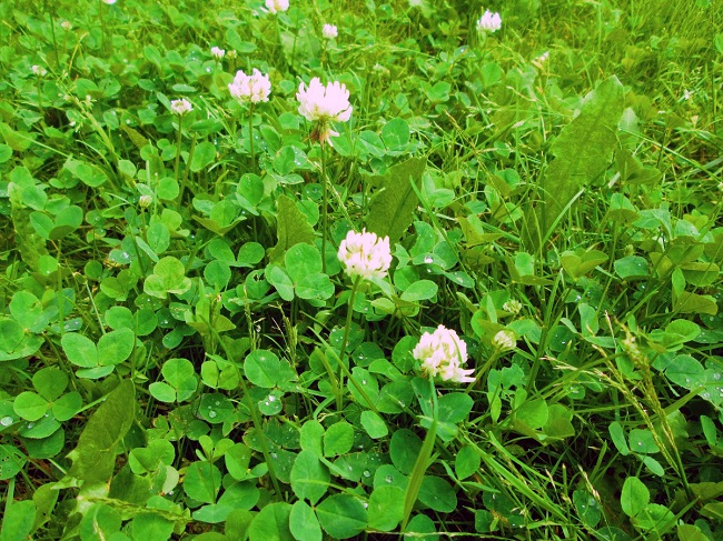 клевер ползучий (Trifolium repens L.)