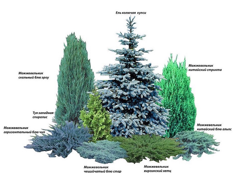 Можжевельник в ландшафтном дизайне: особенности применения в различных условиях