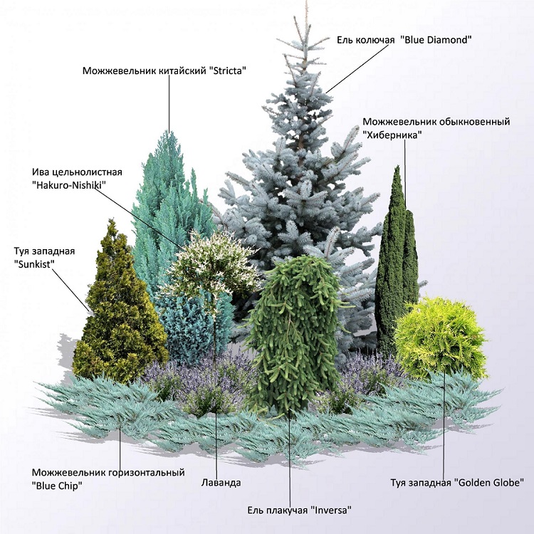 Можжевельник в ландшафтном дизайне: особенности применения в различных условиях