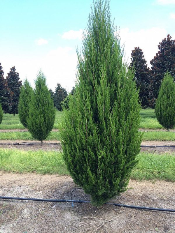 Можжевельник виргинский (Juniperus virginiana)