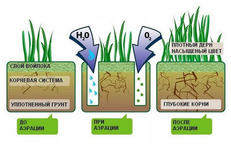 для чего нужна аэрация газона