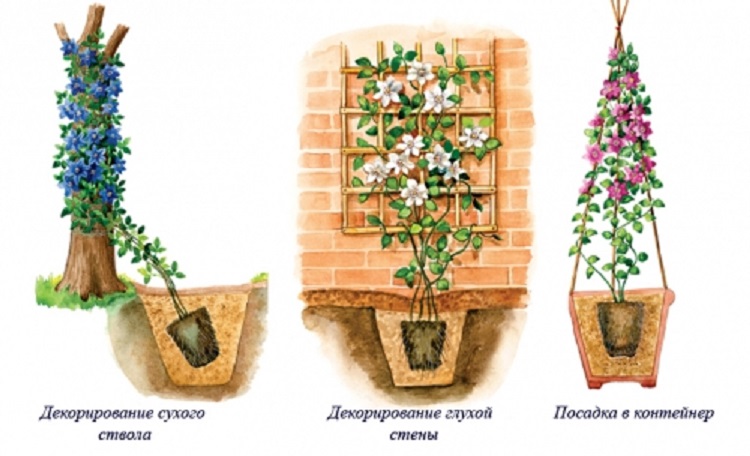 Лучшие виды клематисов для ландшафтного дизайна участка