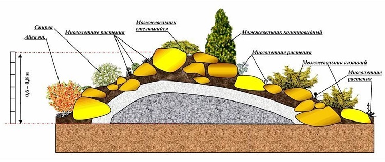 растения для альпийской горки