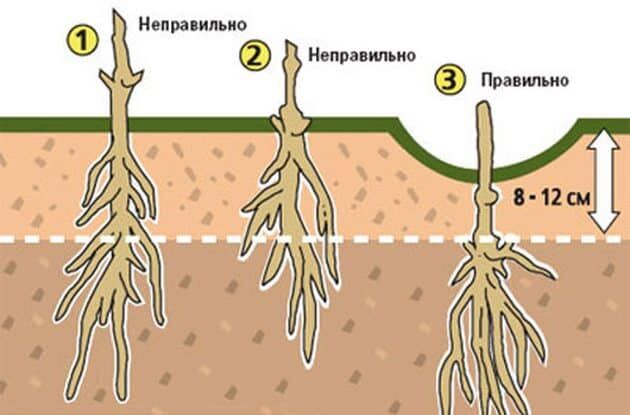 правильная посадка клематиса