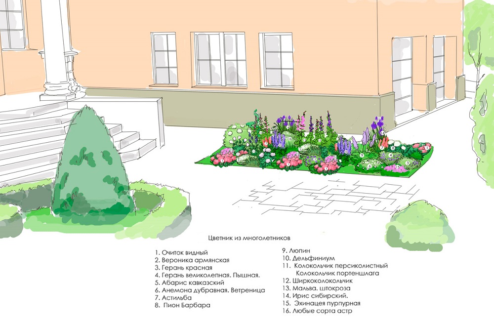 эскиз многолетника перед домом