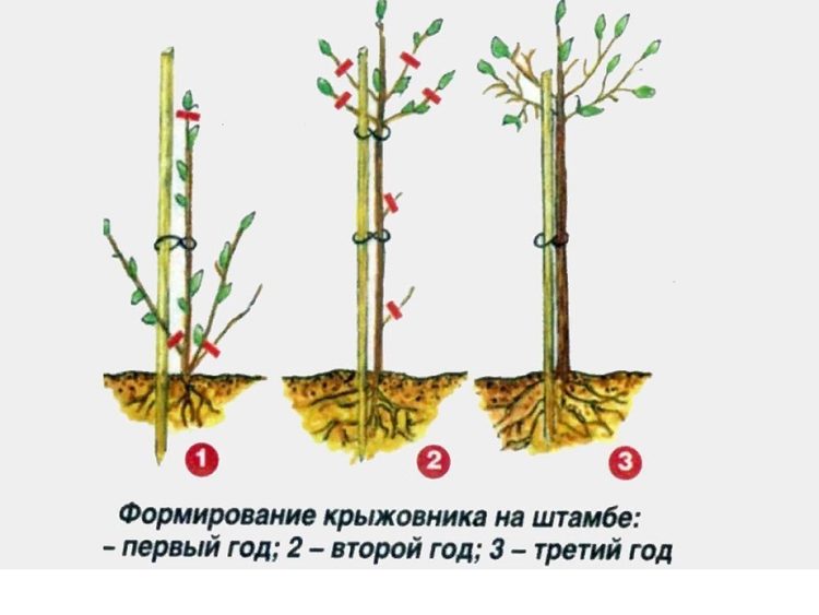 формирование штамба