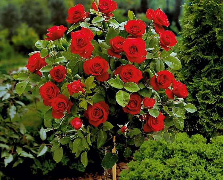 Роза флорибунда «Оптима Ред»
