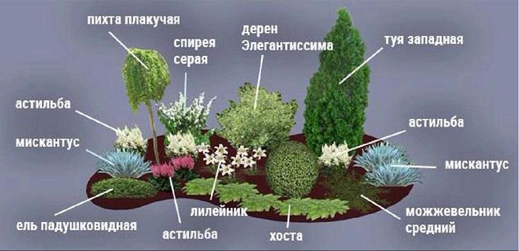 Применение штамбовых растений в ландшафтном дизайне